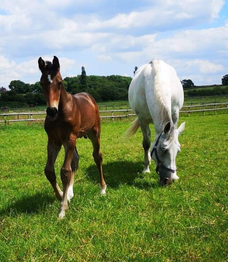 Showjumping Youngstock For Sale